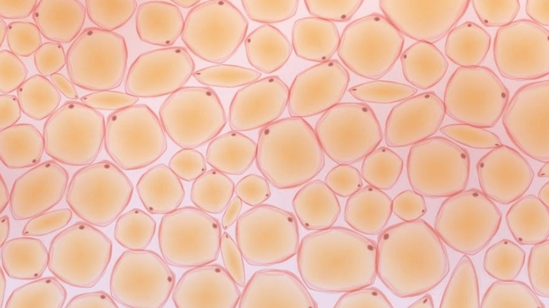 O que é Gordura? Guia Rápido para o ENEM